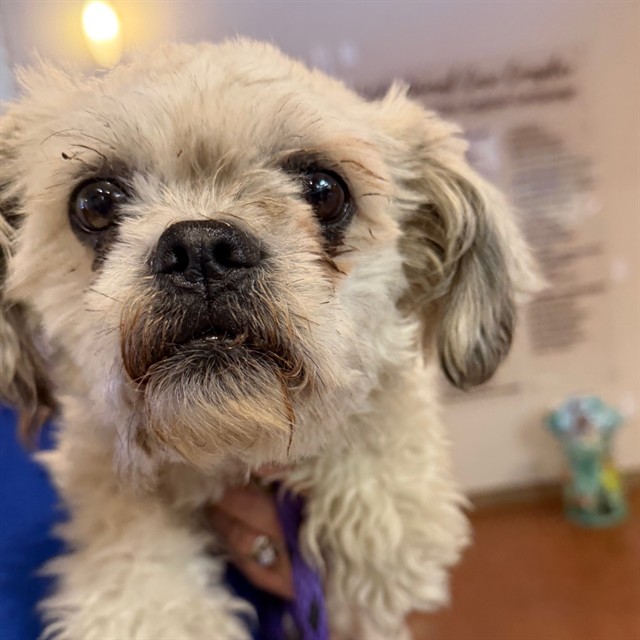 Adoptable Dog