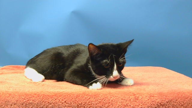 Adoptable Cat