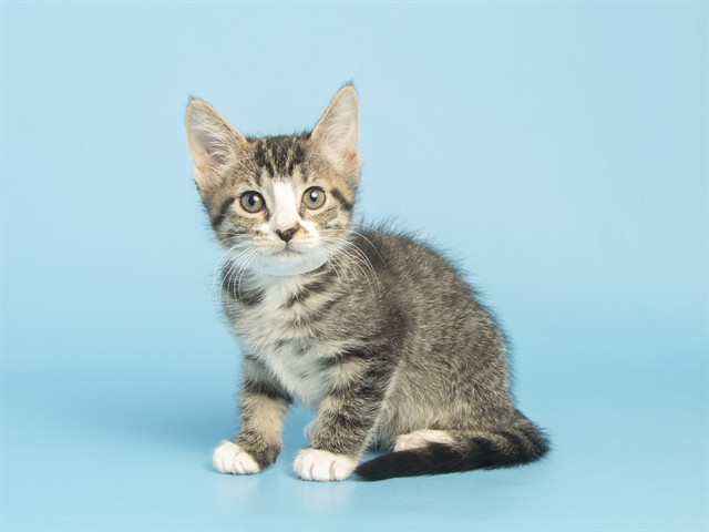 Pip