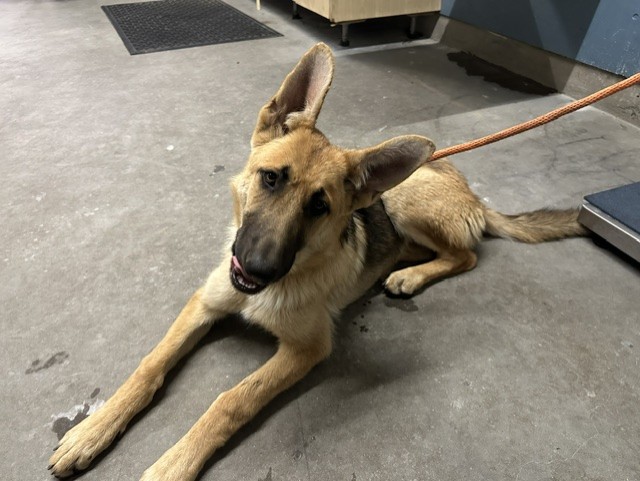 Adoptable Dog