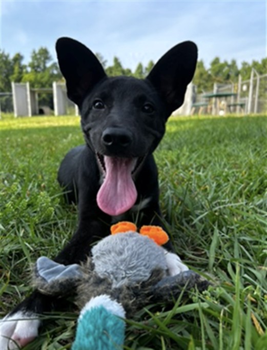 Adoptable Dog