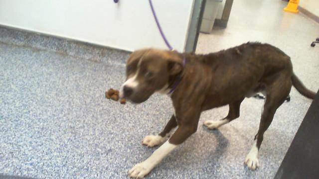 Adoptable Dog