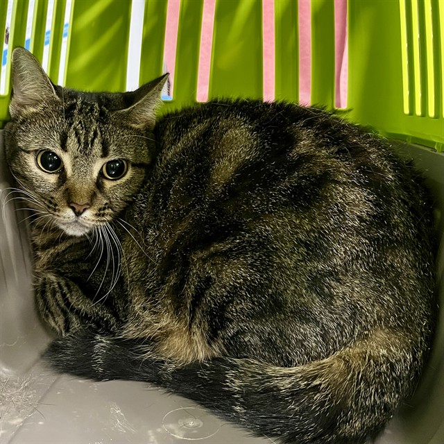 Yzma
