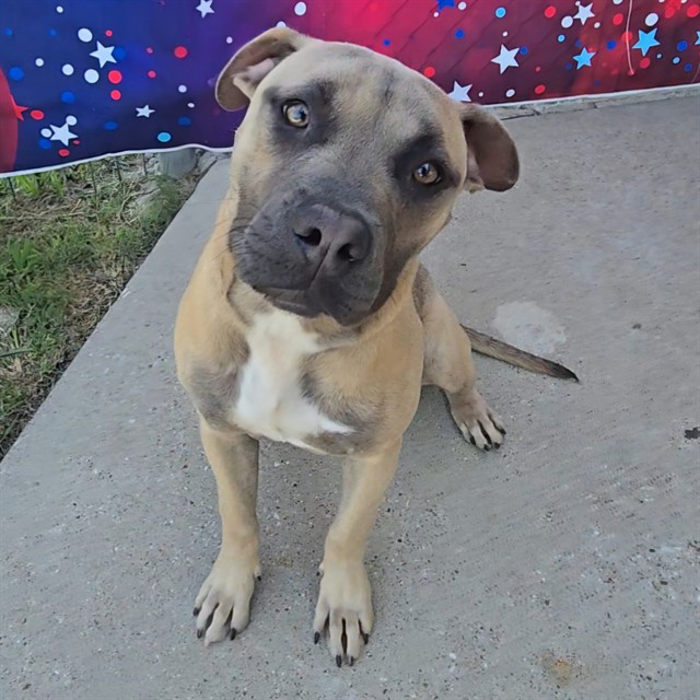 Nala