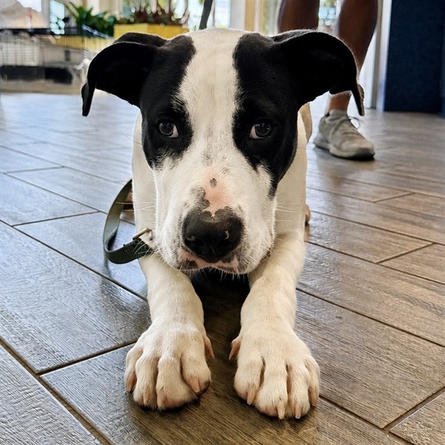 Max