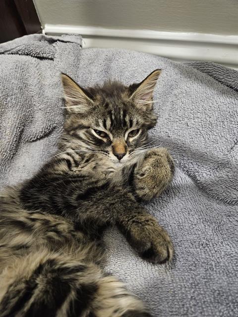 Pepper