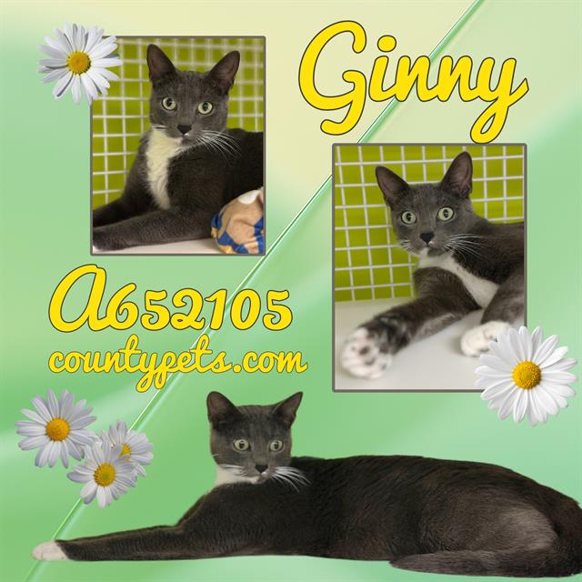 Ginny