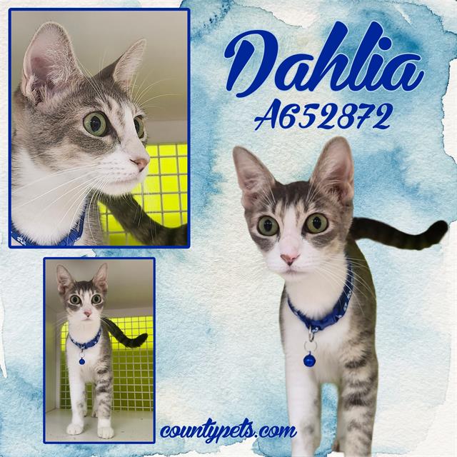 Dahlia