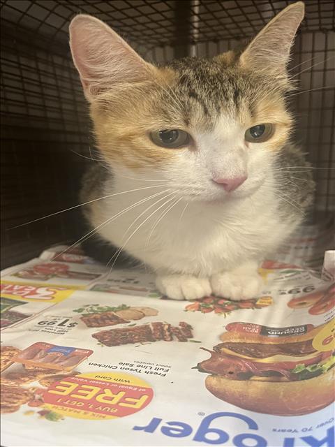 Adoptable Cat
