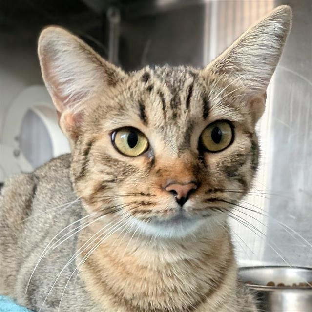 Adoptable Cat