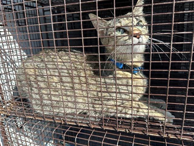 Adoptable Cat