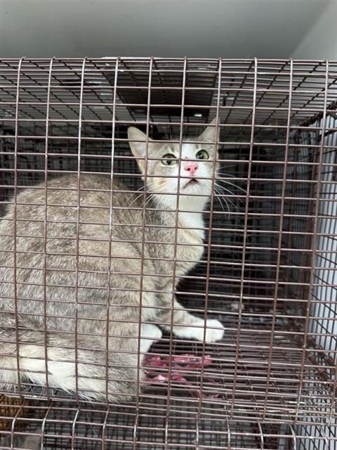 Adoptable Cat