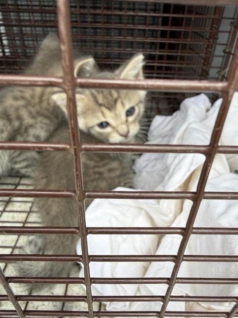 Adoptable Cat