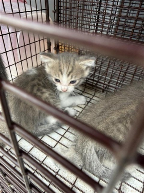 Adoptable Cat
