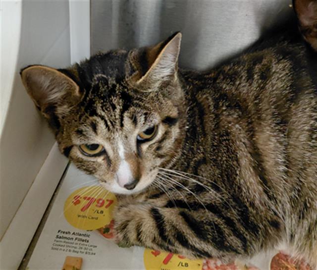 Adoptable Cat