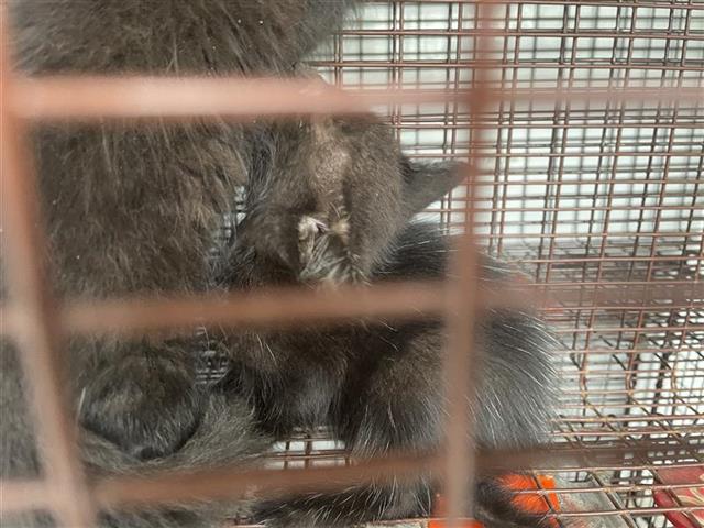 Adoptable Cat