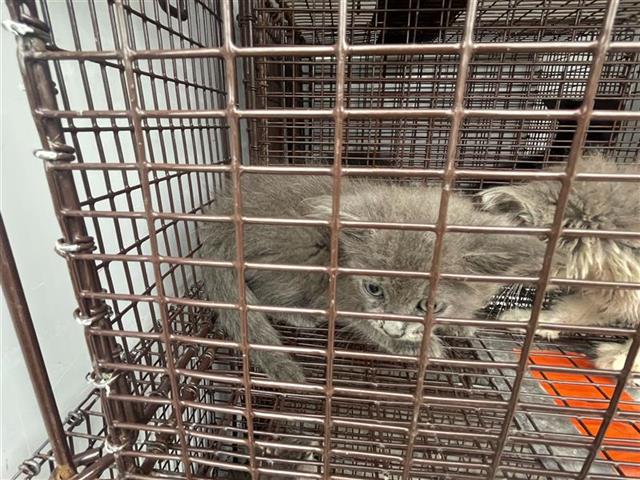 Adoptable Cat