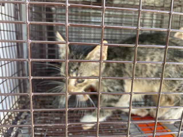 Adoptable Cat