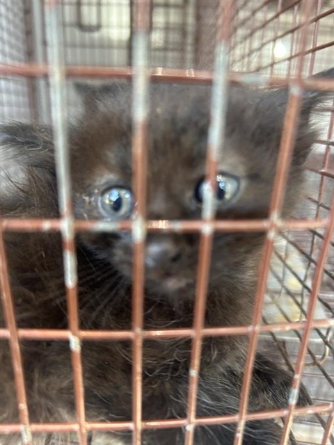 Adoptable Cat