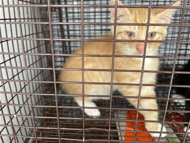 Adoptable Cat