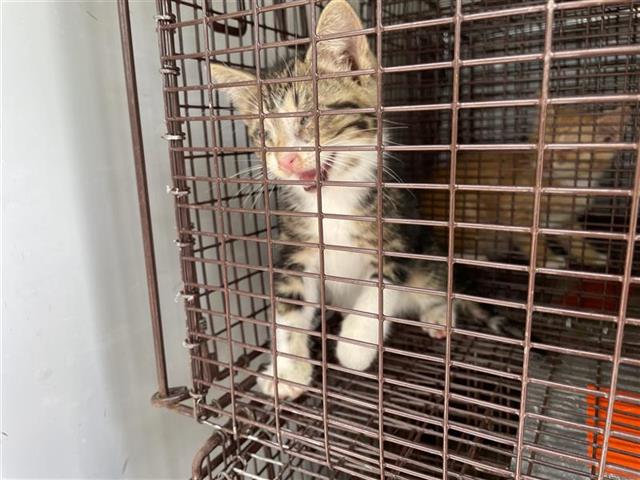 Adoptable Cat