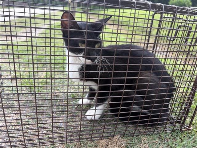 Adoptable Cat