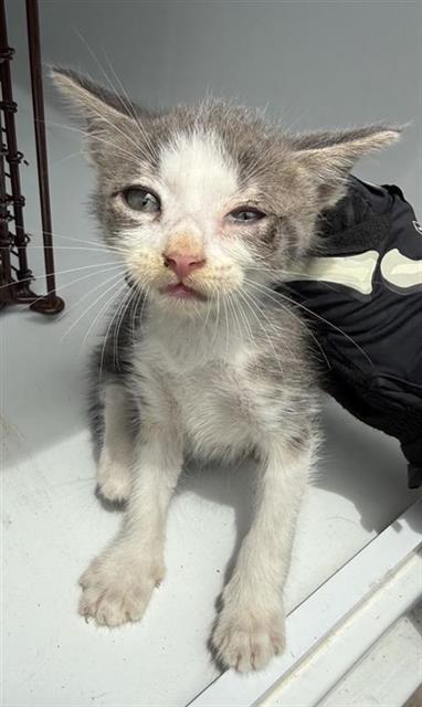 Adoptable Cat