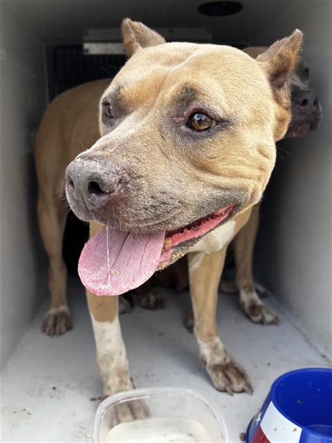 Adoptable Dog