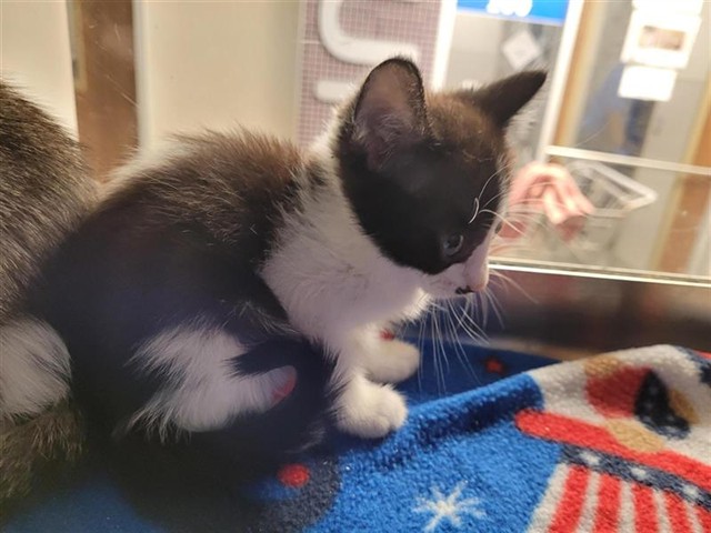 Adoptable Cat