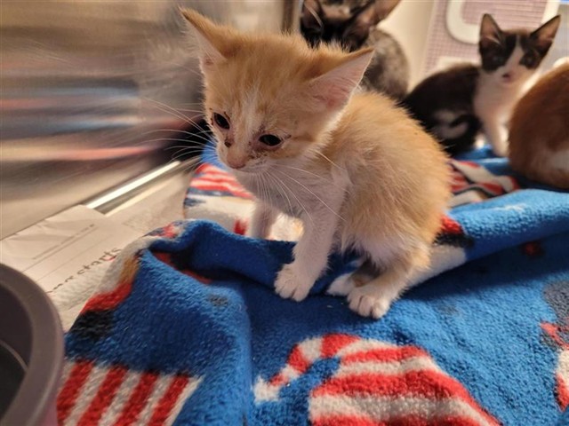 Adoptable Cat