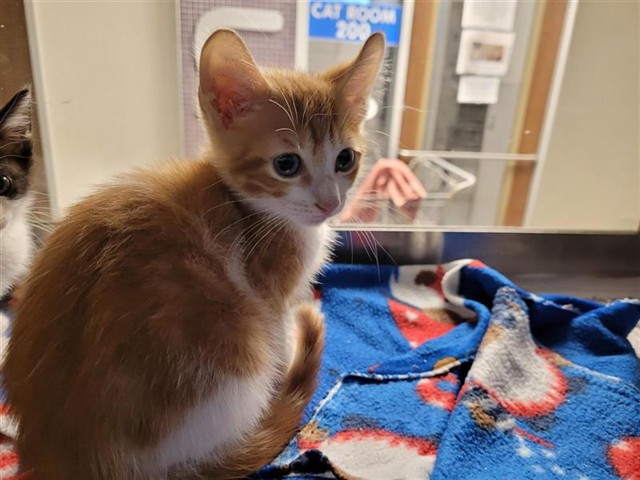 Adoptable Cat