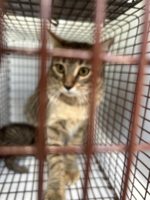 Adoptable Cat