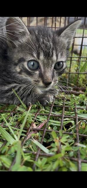Adoptable Cat