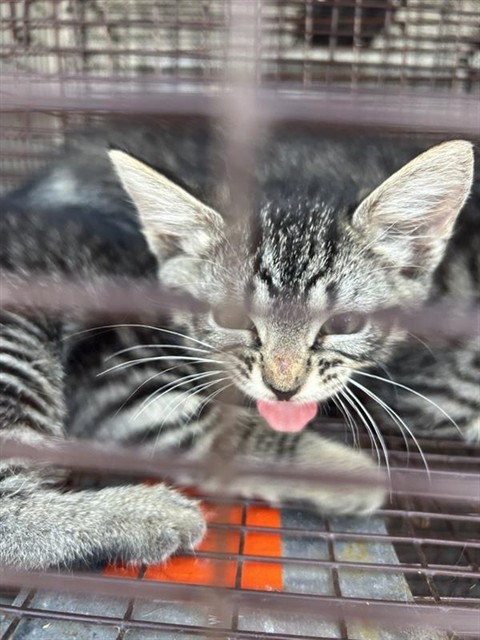 Adoptable Cat