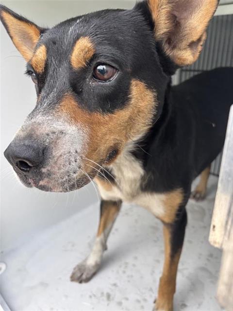 Adoptable Dog