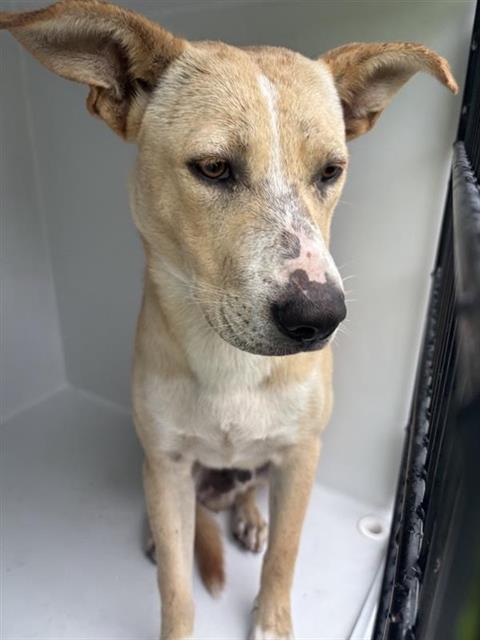 Adoptable Dog