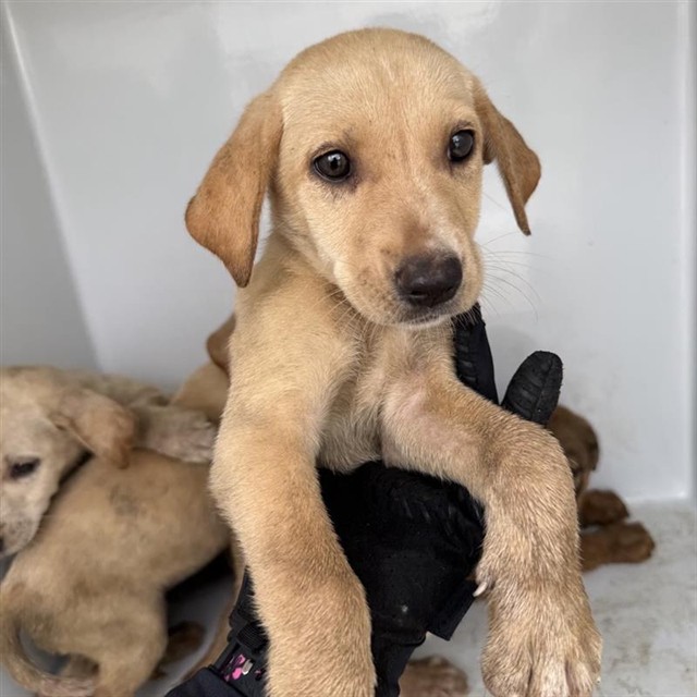 Adoptable Dog