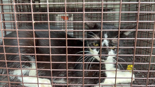 Adoptable Cat