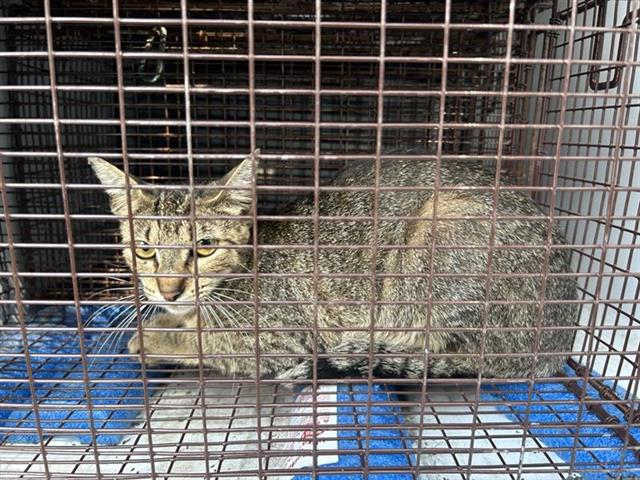 Adoptable Cat