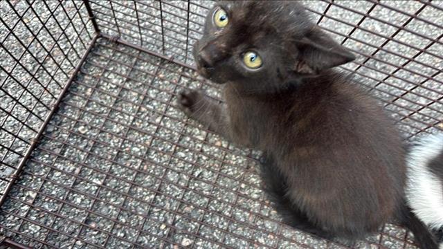 Adoptable Cat