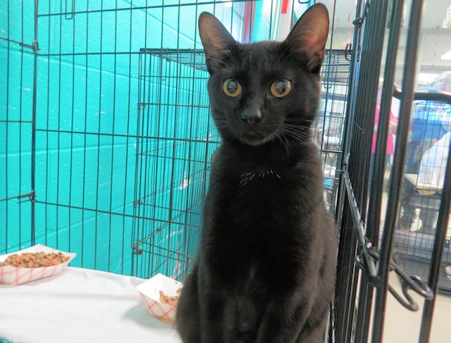 Adoptable Cat