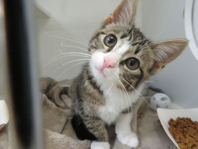 Adoptable Cat