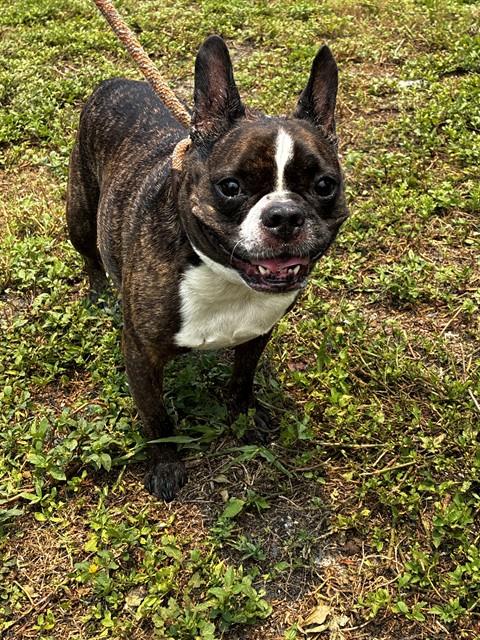 Frankie