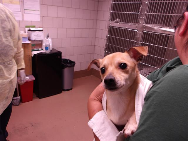 Adoptable Dog