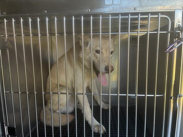 Adoptable Dog