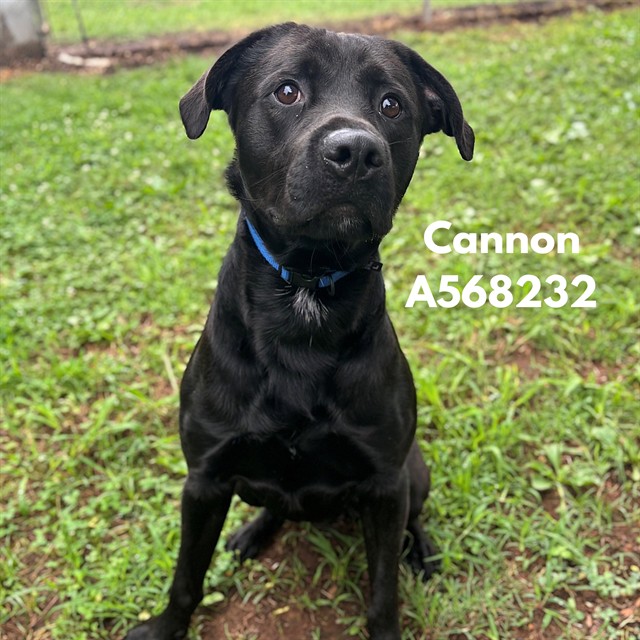 Cannon