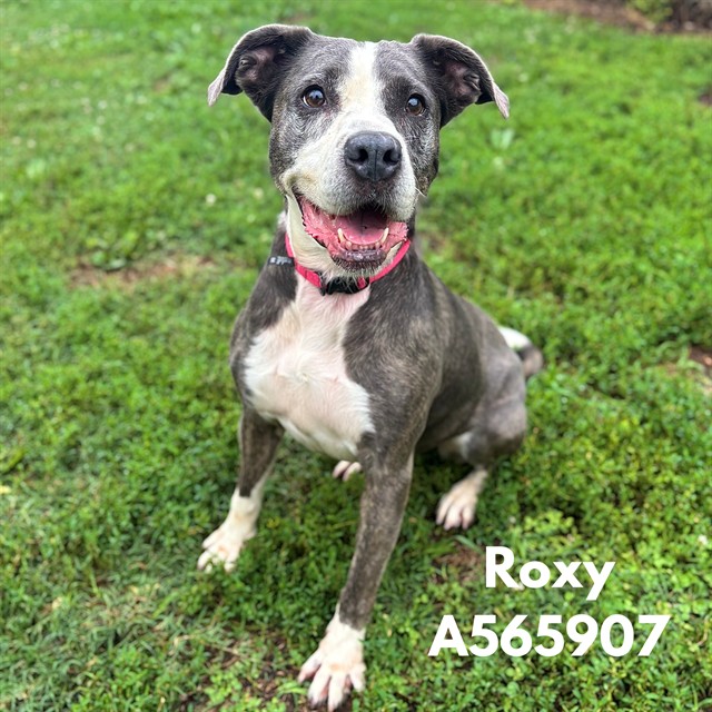 Roxy