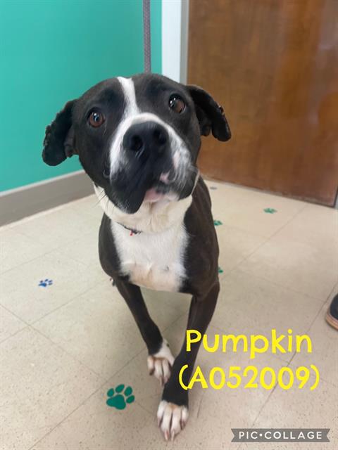 Pumpkin
