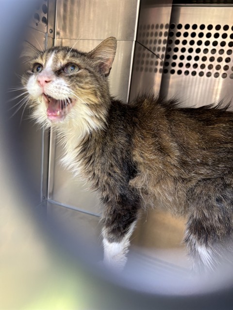 Adoptable Cat