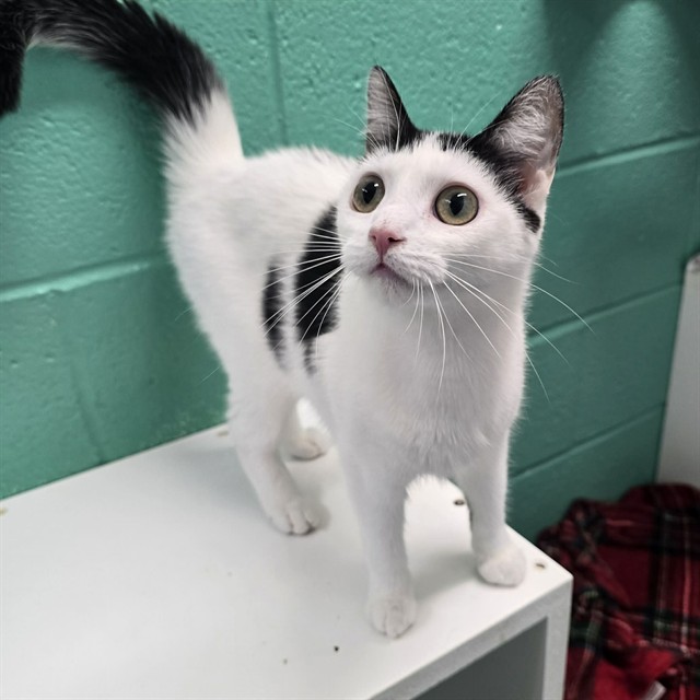 Kitten